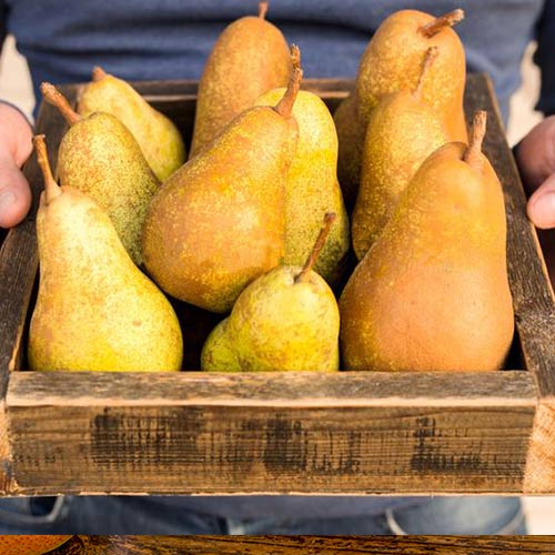 Груша Бере Боск изображение 1 артикул 4192