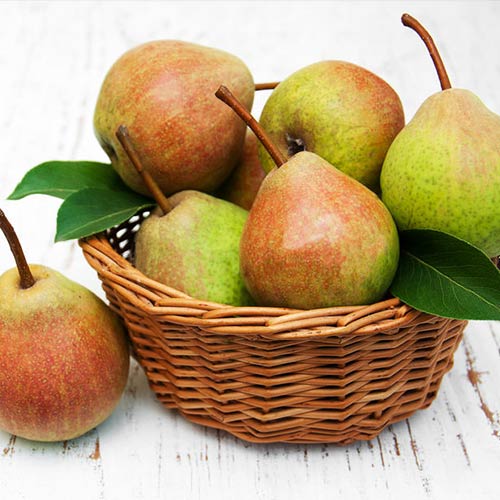 Груша Бере Жиффар изображение 1 артикул 4193