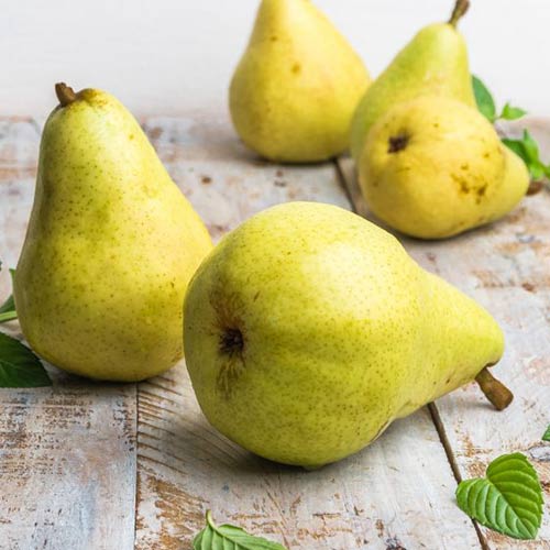 Груша Богема изображение 1 артикул 7906