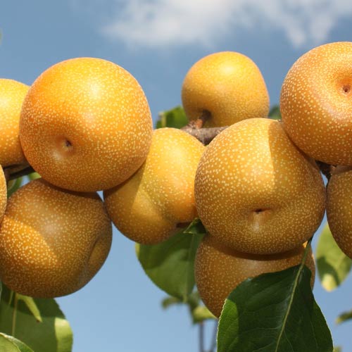 Груша Бронзовая изображение 1 артикул 4181