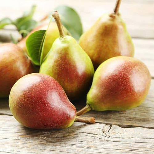 Груша Чижовская изображение 1 артикул 7010