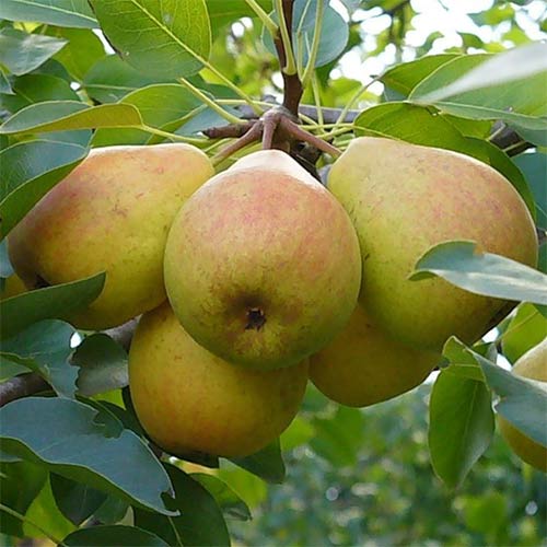 Груша Добрянка изображение 1 артикул 8877