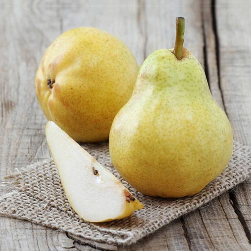 Груша Дюшес зимний изображение 1 артикул 4183