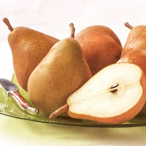 Груша Дюймовочка изображение 1 артикул 7929