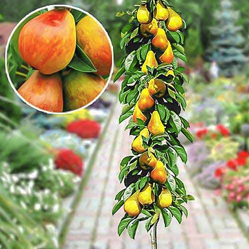 Груша колоновидная бело-красная ранняя изображение 1 артикул 1904