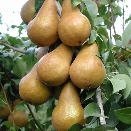 Груша колоновидная Богатырь изображение 1 артикул 6983