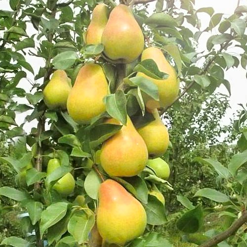 Груша колоновидная Изумруд изображение 1 артикул 1973