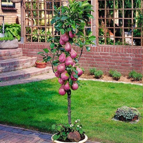 Груша колоновидная Кармен изображение 1 артикул 1908