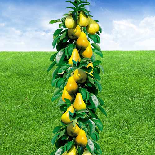 Груша колоновидная Медовая изображение 1 артикул 1906