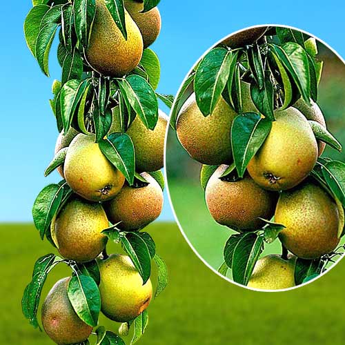 Груша колоновидная Павловская изображение 1 артикул 1960