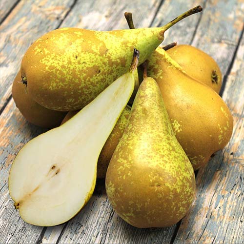Груша Конференция изображение 1 артикул 7419