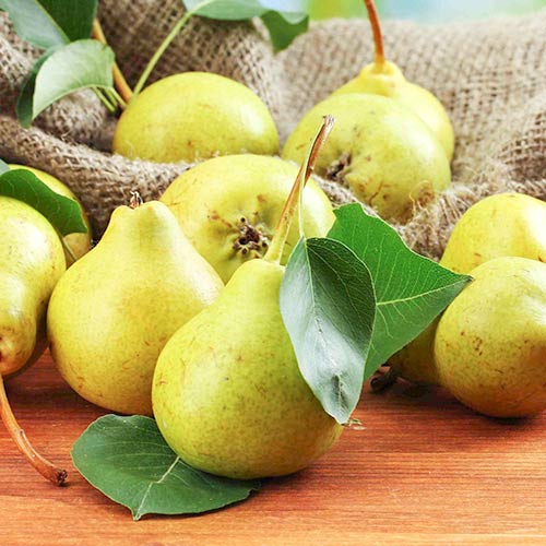 Груша Лимонка изображение 1 артикул 4186