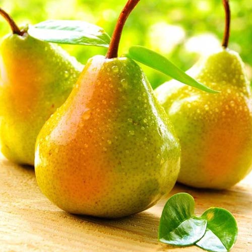 Груша Осенняя сладкая артикул фото 1 Груша Осенняя сладкая изображение 1 артикул 7422