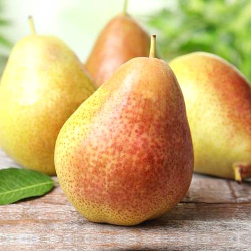 Груша Осенняя Яковлева изображение 1 артикул 4196