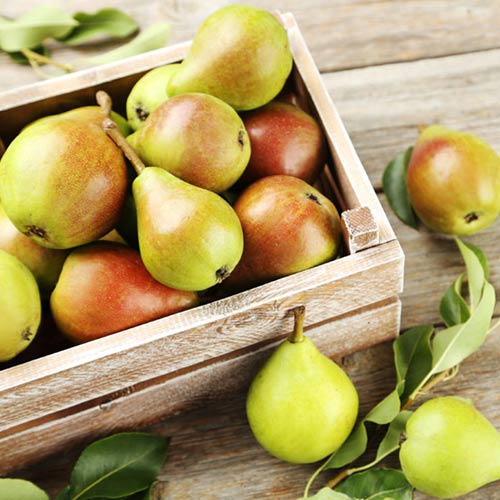 Груша Рогнеда изображение 1 артикул 4197