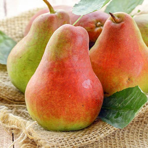Груша Русская красавица изображение 1 артикул 4188
