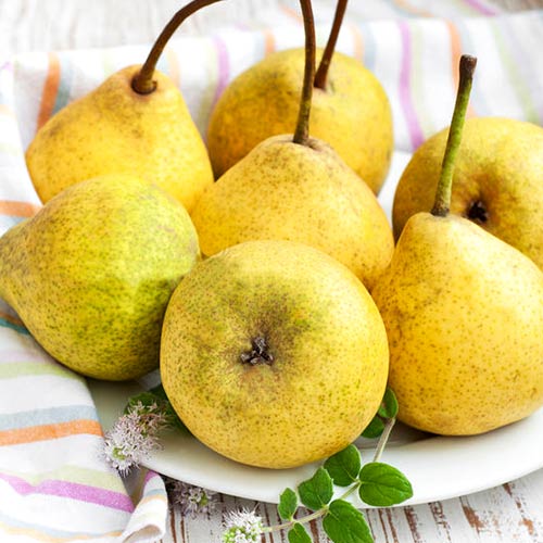 Груша Скороспелка изображение 1 артикул 7423