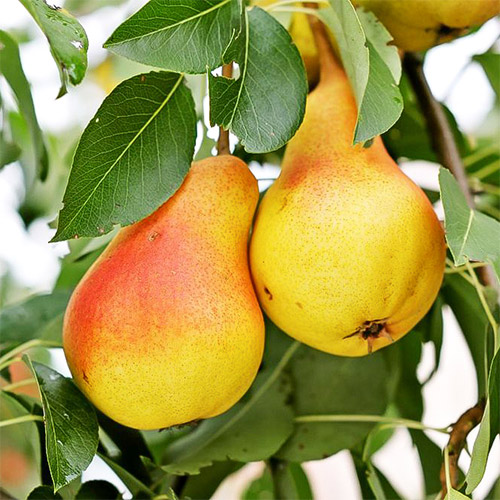 Груша Вильямс летний изображение 1 артикул 7417