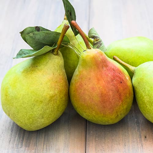 Груша Январская изображение 1 артикул 4198