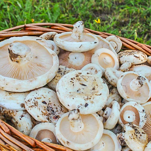 Груздь настоящий изображение 2 артикул 9772