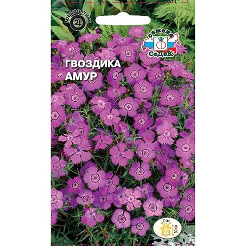 Гвоздика амурская Амур, семена изображение 1 артикул 93722