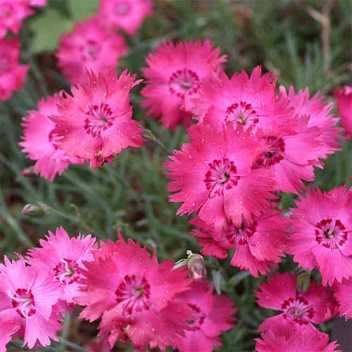 Гвоздика Эммен изображение 1 артикул 01322