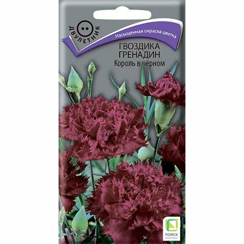 Гвоздика гренадин Король в черном Поиск изображение 1 артикул 82096