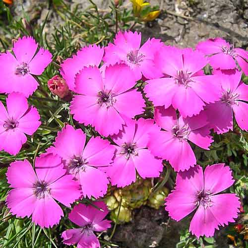 Гвоздика гренобльская артикул фото 1 Гвоздика гренобльская изображение 1 артикул 68859