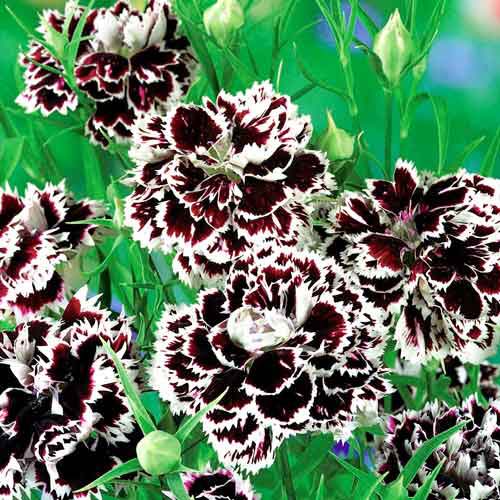 Гвоздика китайская Черное и белое Русский огород НК изображение 1 артикул 69931