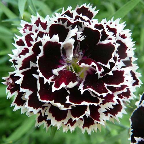 Гвоздика китайская Черный плащ артикул фото 1 Гвоздика китайская Черный плащ изображение 1 артикул 69932