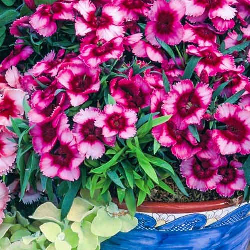 Гвоздика китайская Супер Парфайт Малина F1, семена артикул фото 1 Гвоздика китайская Супер Парфайт Малина F1, семена изображение 1 артикул 65824