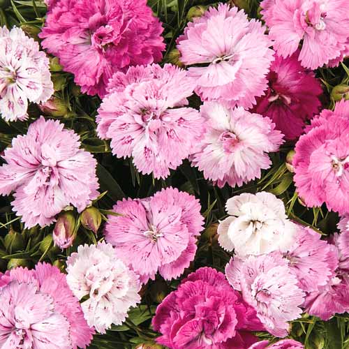 Гвоздика перистая Мэджик изображение 1 артикул 68640