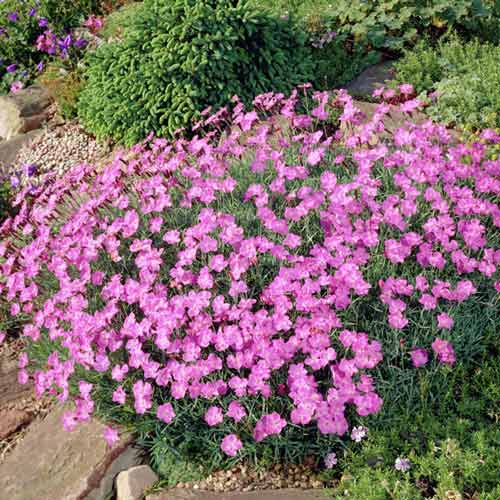 Гвоздика Пинк Бланка изображение 1 артикул 01321