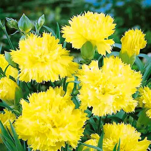 Гвоздика Шабо Шампань, семена изображение 1 артикул 66057