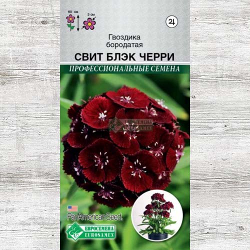 Гвоздика Свит Блэк Черри изображение 1 артикул 83452