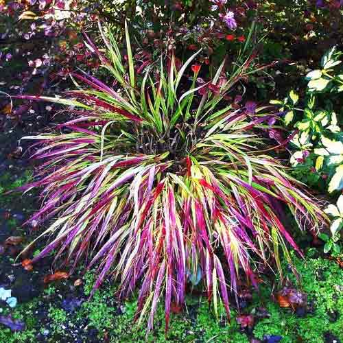 Хаконехлоа большая Наоми изображение 2 артикул 9550