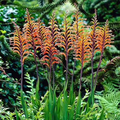 Хазманта красная изображение 1 артикул 76041