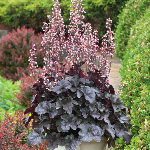 Гейхера Чоколейт Вил изображение 1 артикул 7220