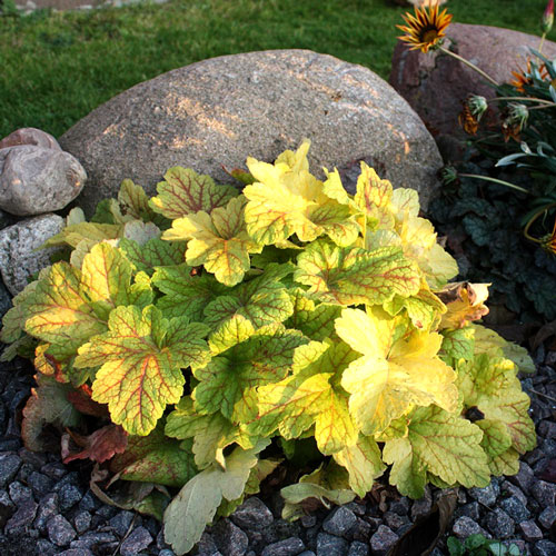 Гейхера Электрик Лайм изображение 1 артикул 7225