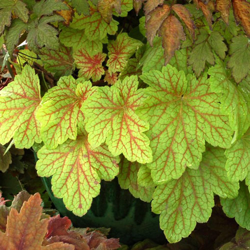 Гейхера Электрик Лайм изображение 2 артикул 7225