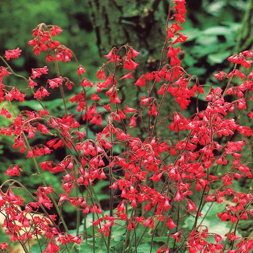 Гейхера Руби Беллс изображение 2 артикул 7229