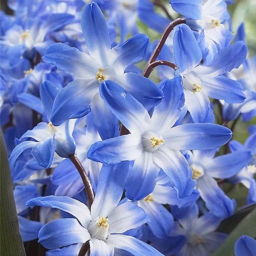 Хионодокса Блю Гигант изображение 1 артикул 67321