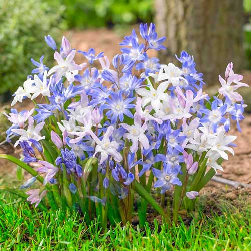 Хионодокса, микс изображение 1 артикул 67322