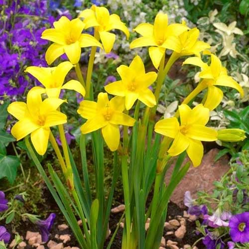 Хлидантус душистый изображение 1 артикул 76200