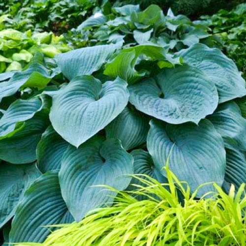 Хоста Блю Энджел изображение 1 артикул 61033