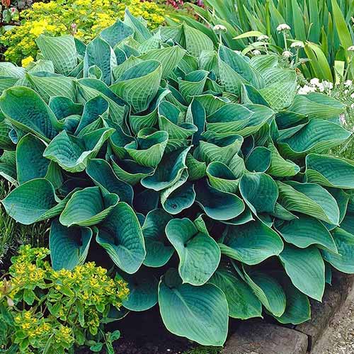 Хоста Элеганс артикул фото 1 Хоста Элеганс изображение 1 артикул 76102
