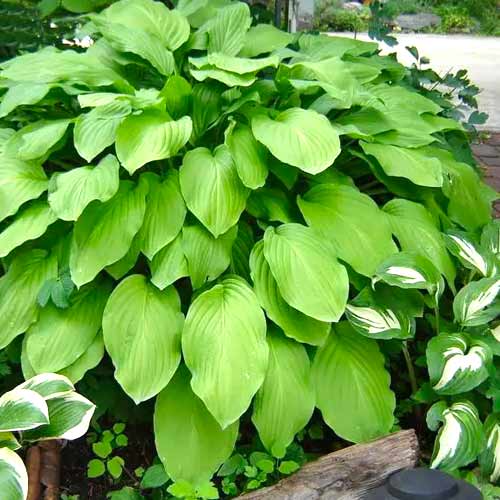 Хоста Ханибеллз изображение 1 артикул 70467