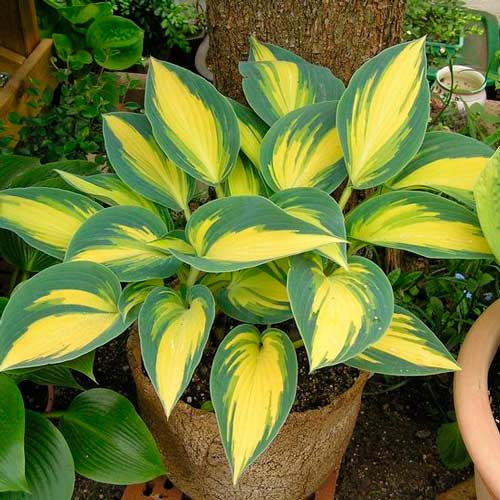 Хоста Ремембер Ми изображение 1 артикул 76461