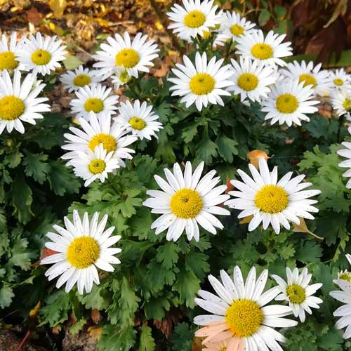 Хризантема альпийская изображение 1 артикул 68777