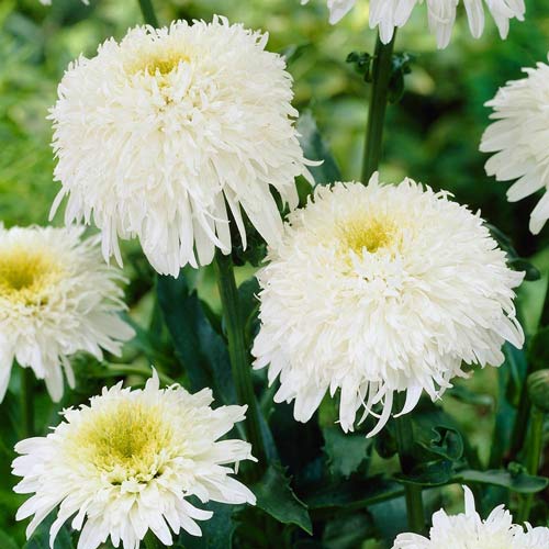 Хризантема махровая Фата изображение 1 артикул 74282